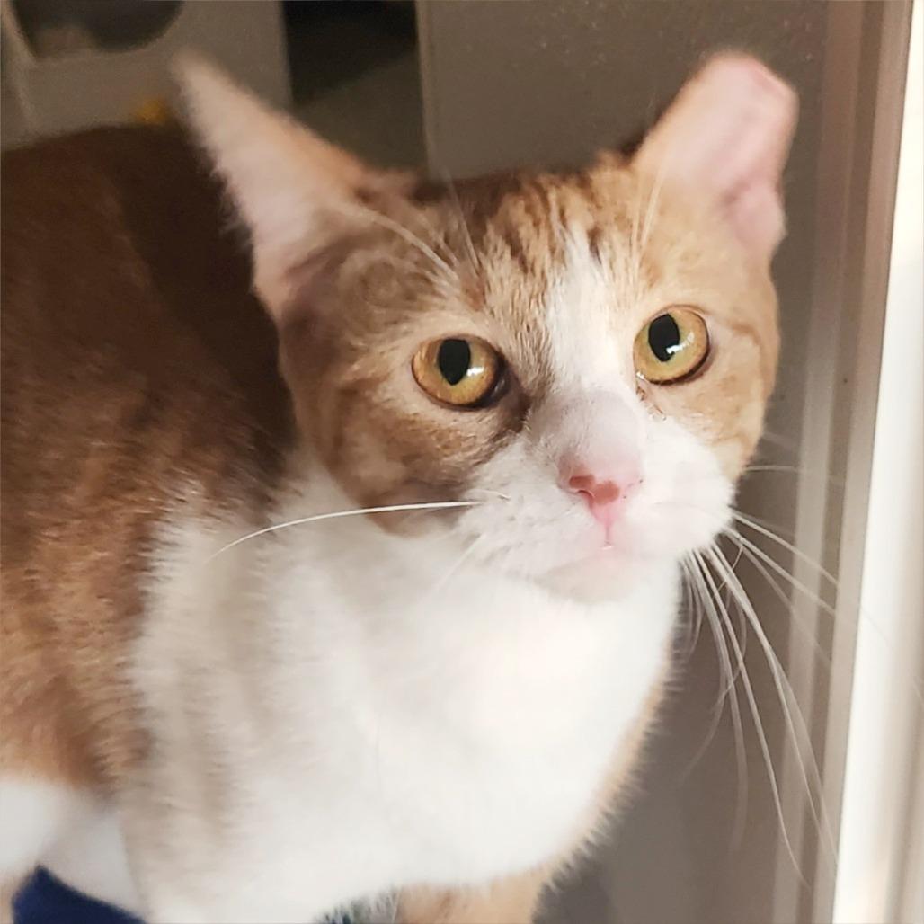 Enlarge Apricat, a Adoptable Domestic Short Hair in Brighton, MO image 1/6