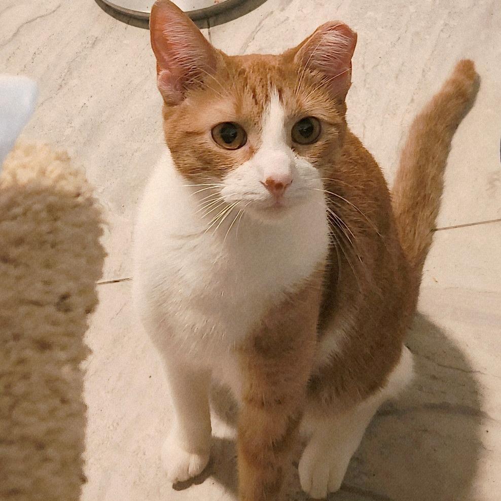 Enlarge Apricat, a Adoptable Domestic Short Hair in Brighton, MO image 2/6