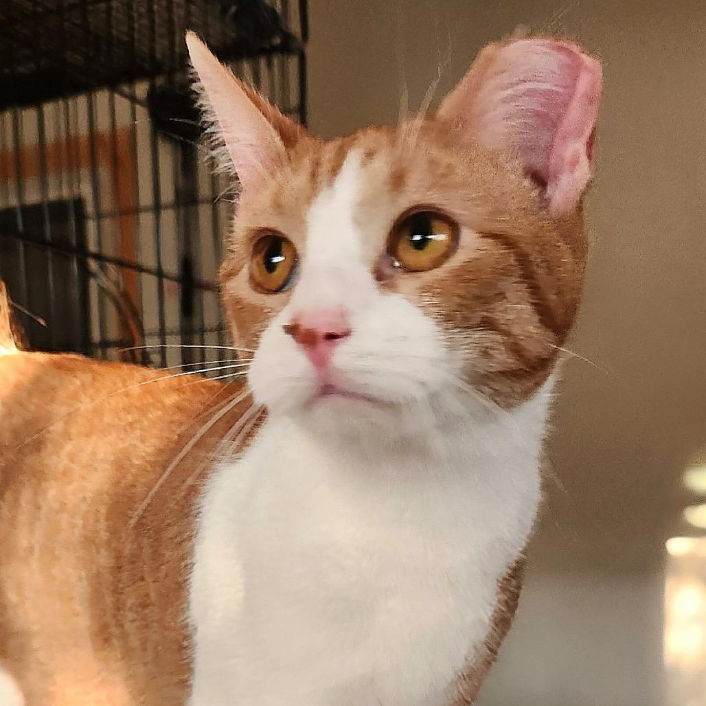 Enlarge Apricat, a Adoptable Domestic Short Hair in Brighton, MO image 3/6