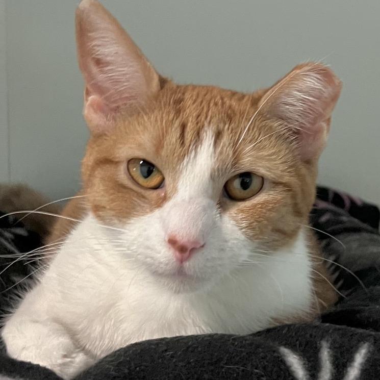 Enlarge Apricat, a Adoptable Domestic Short Hair in Brighton, MO image 4/6