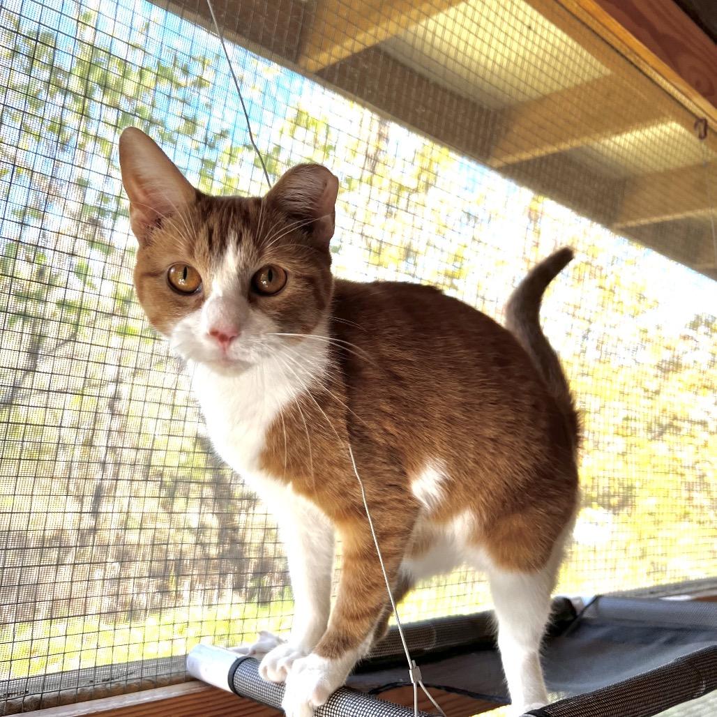 Enlarge Apricat, a Adoptable Domestic Short Hair in Brighton, MO image 5/6