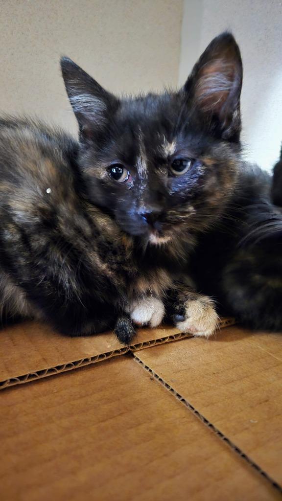 Vivian, ADOPTABLE, Young Female Domestic Short Hair.