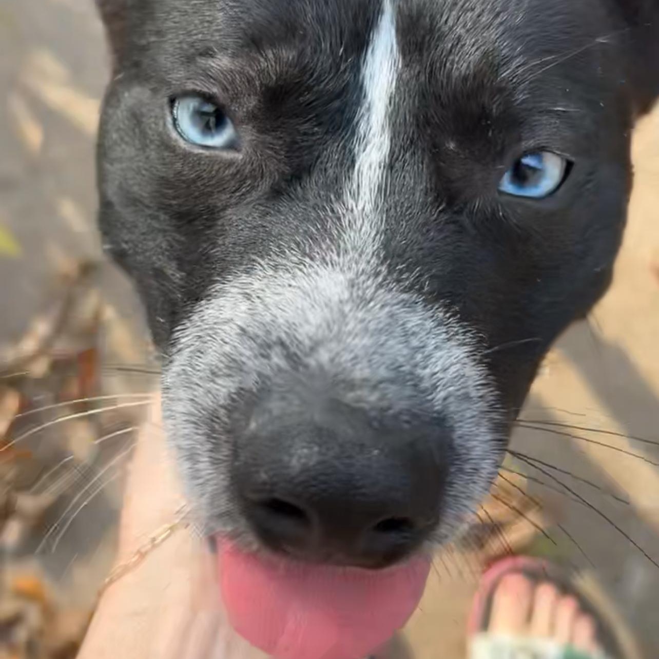 Rocky, an adopted mixed breed in Winchester, VA image 3/5