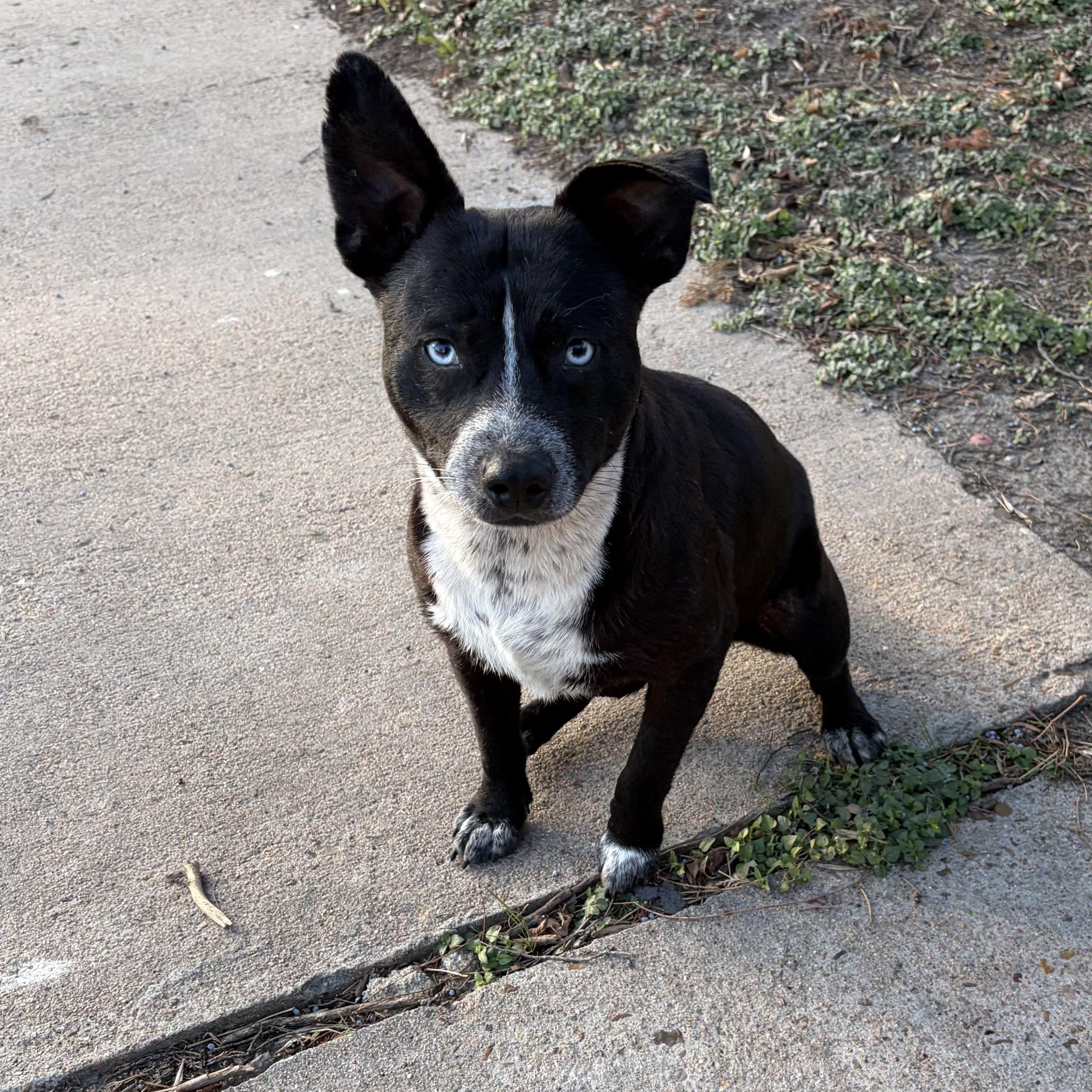 Rocky, an adopted mixed breed in Winchester, VA image 2/5
