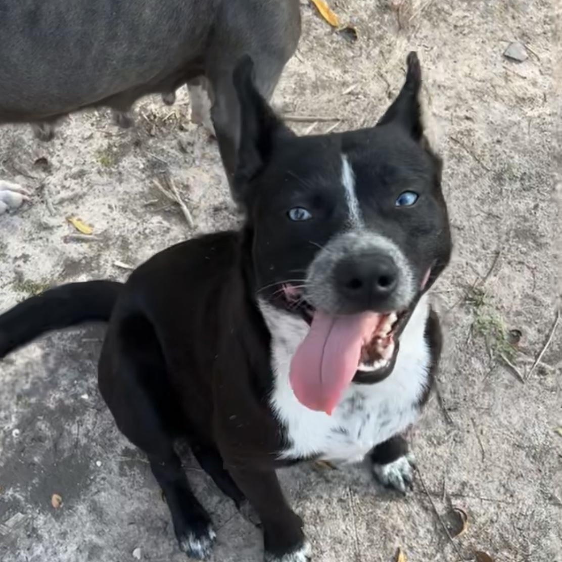 Rocky, adopted, Young Male Terrier & Australian Cattle Dog / Blue Heeler.