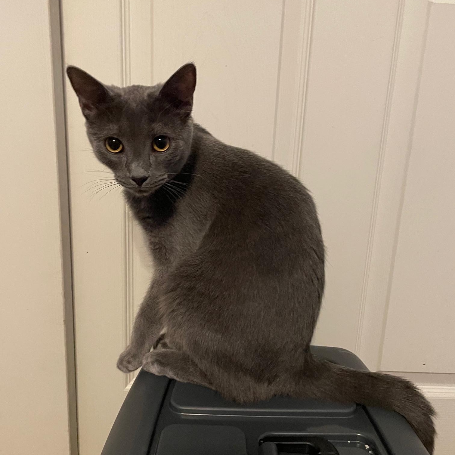 Nessa, adoptable, Young Male Domestic Short Hair.