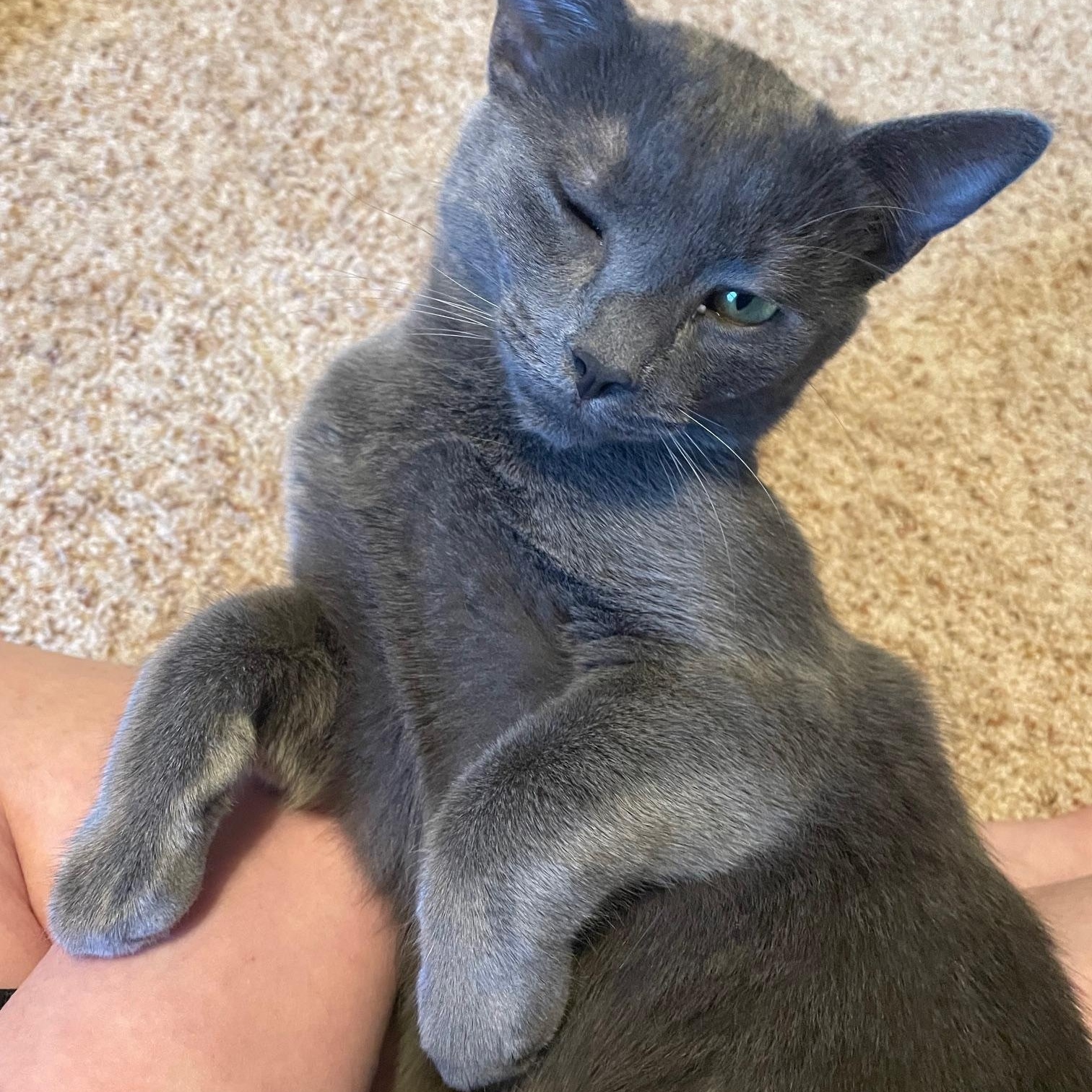 Nessa, an adoptable Domestic Short Hair in Grove City, OH image 2/4