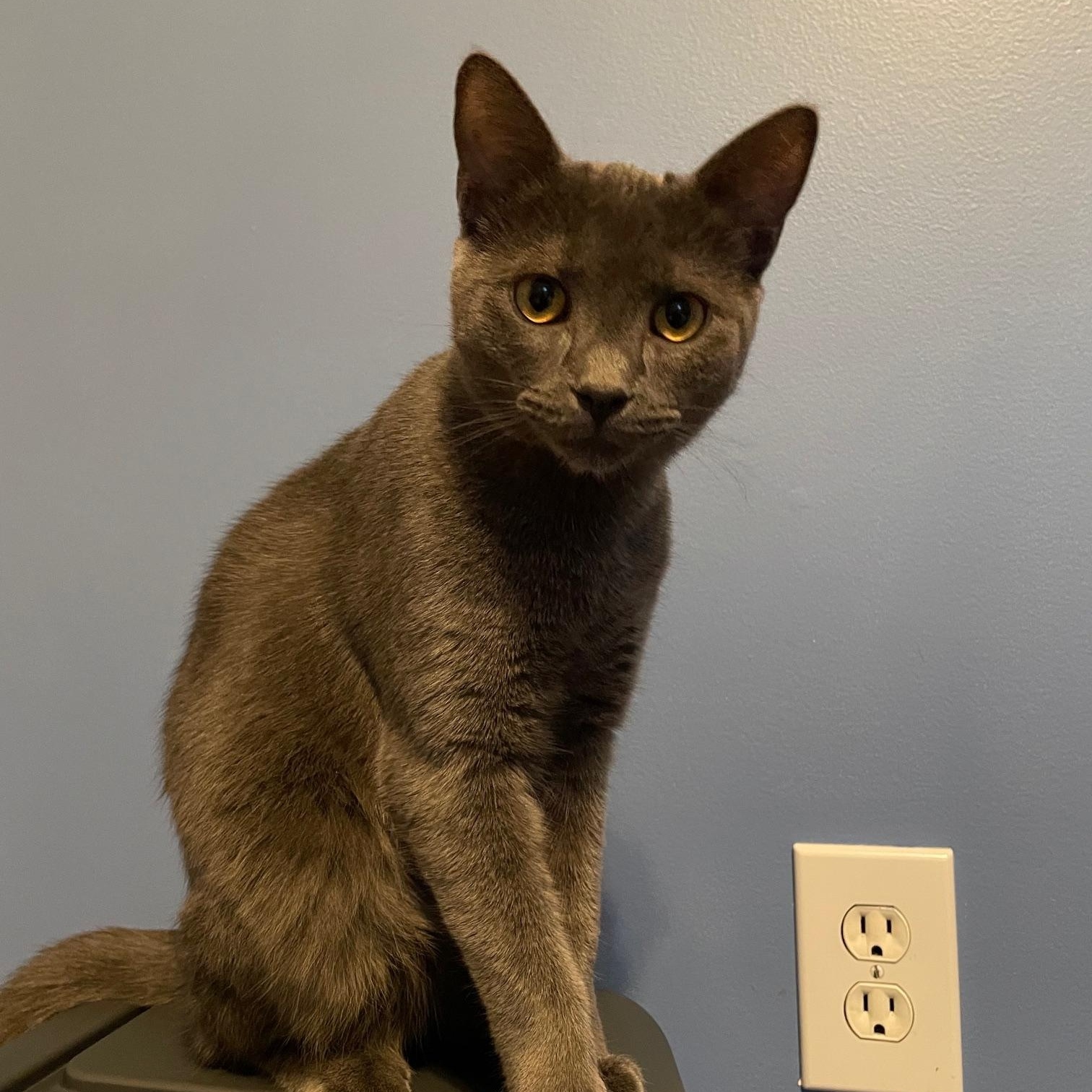 Nessa, an adoptable Domestic Short Hair in Grove City, OH image 3/4