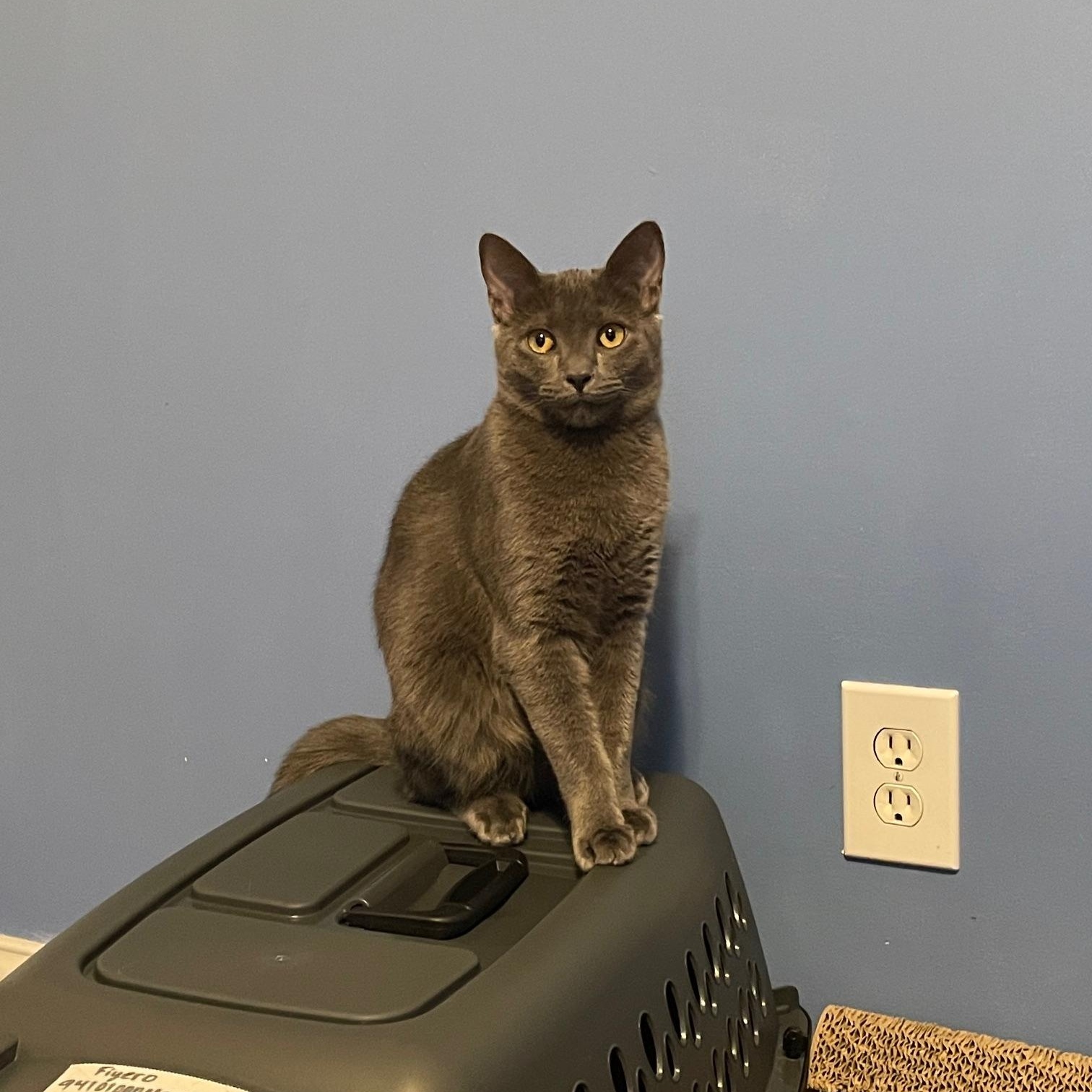 Nessa, an adoptable Domestic Short Hair in Grove City, OH image 4/4