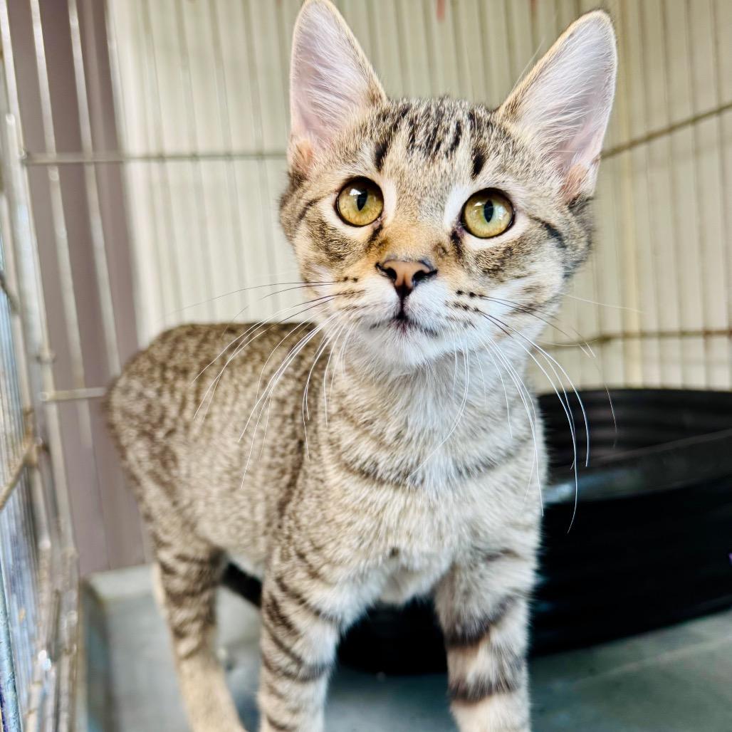 Champion, Adoptable, Kitten Male Domestic Short Hair.