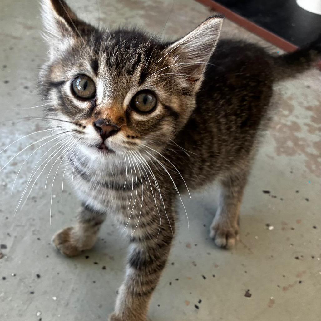 Enlarge Champion, a Adoptable Domestic Short Hair in Lebanon, MO image 2/3