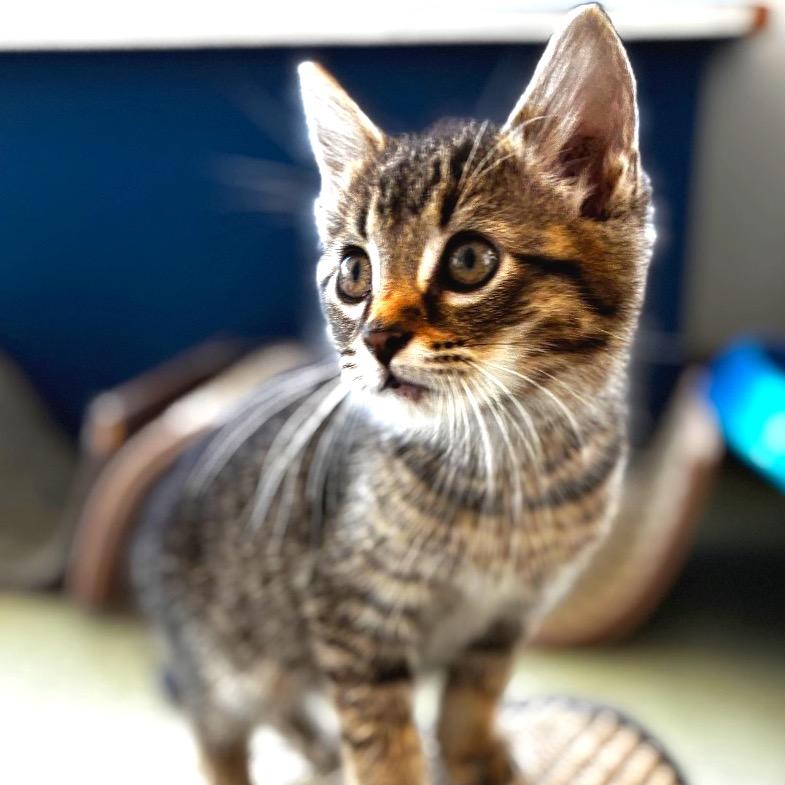 Enlarge Champion, a Adoptable Domestic Short Hair in Lebanon, MO image 3/3