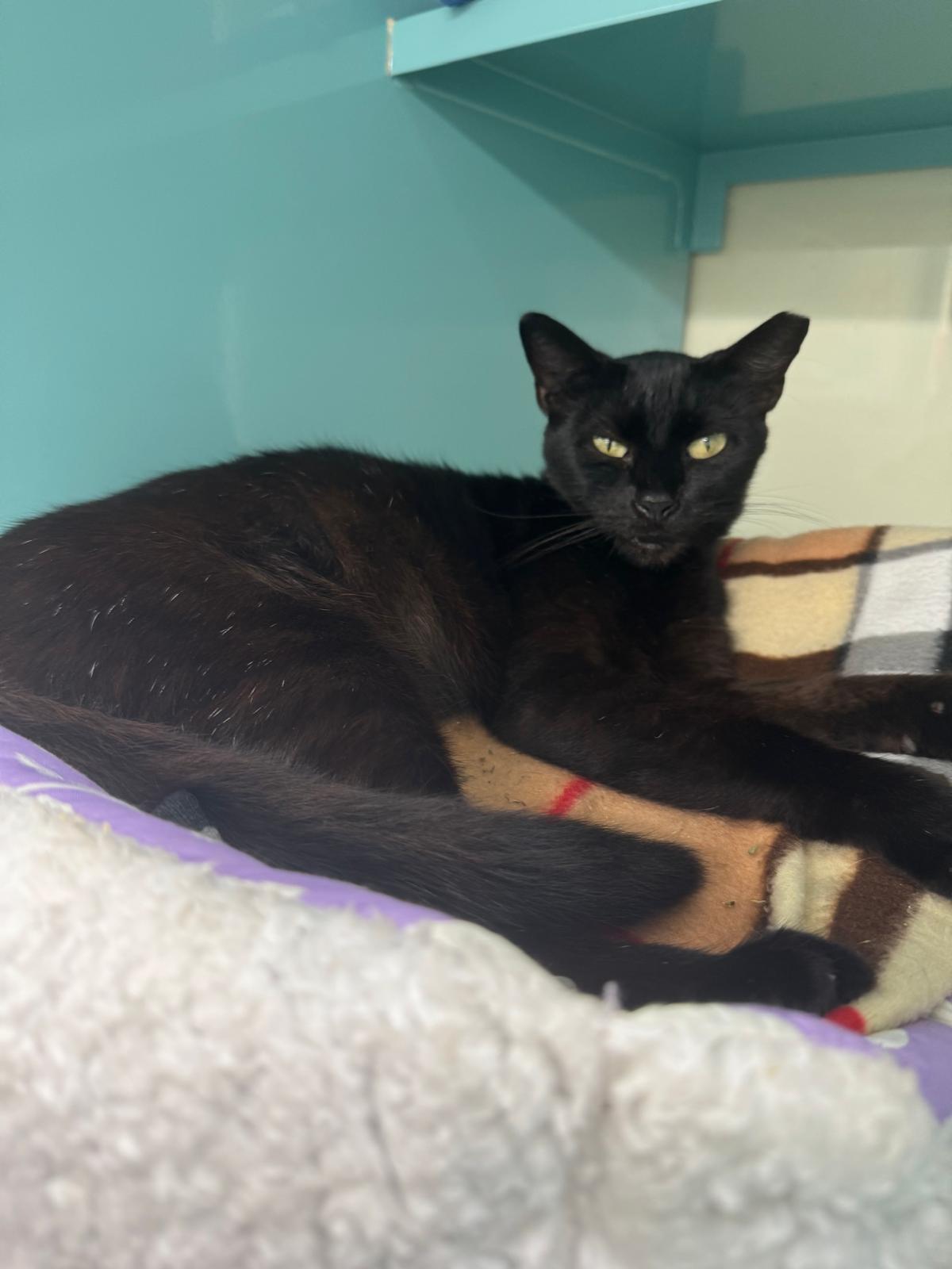 Bloppy, Adult Female Domestic Short Hair