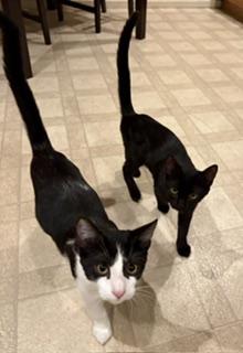 Enlarge Kowboy (and see PiePie), a Adoptable mixed breed in Fair Oaks, CA image 2/2