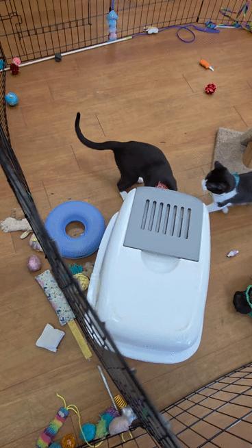 Crovax - Meet @ The Sumas Way Bosley's, a Adoptable Domestic Short Hair in Chilliwack, BC image 2/2