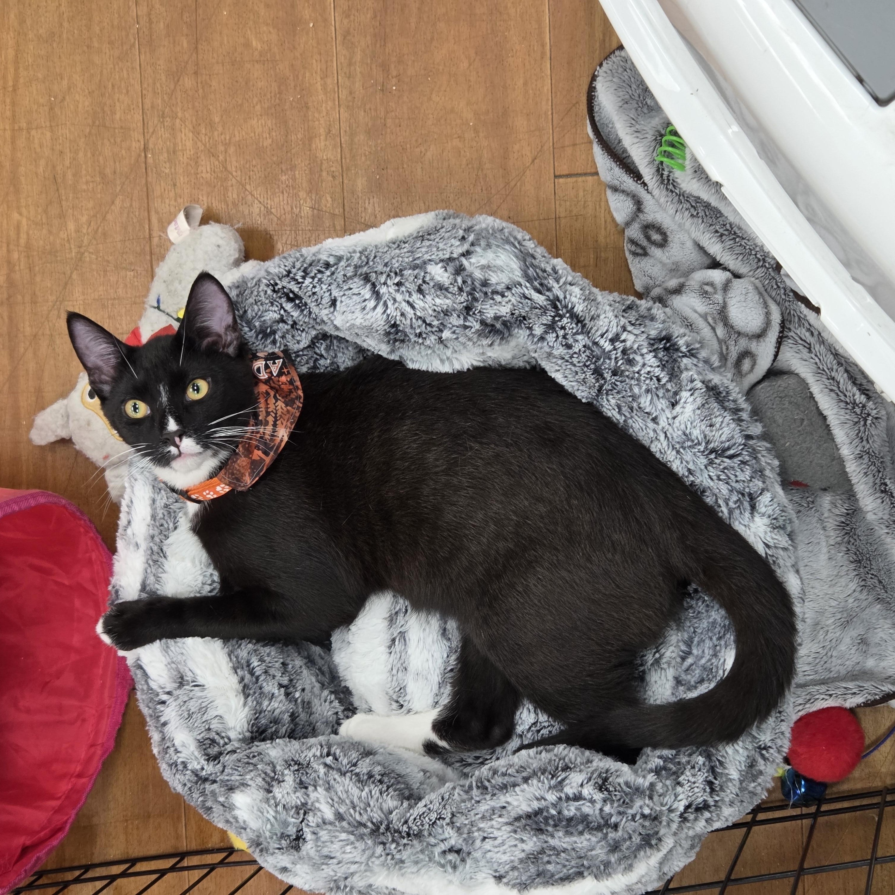 Crovax - Meet @ The North Vancouver Esplande Bosleys, Adoptable, Young Male Domestic Short Hair.