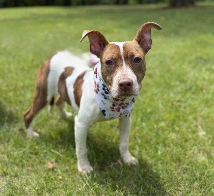 Marigold, Adoptable, Young Female Pit Bull Terrier.