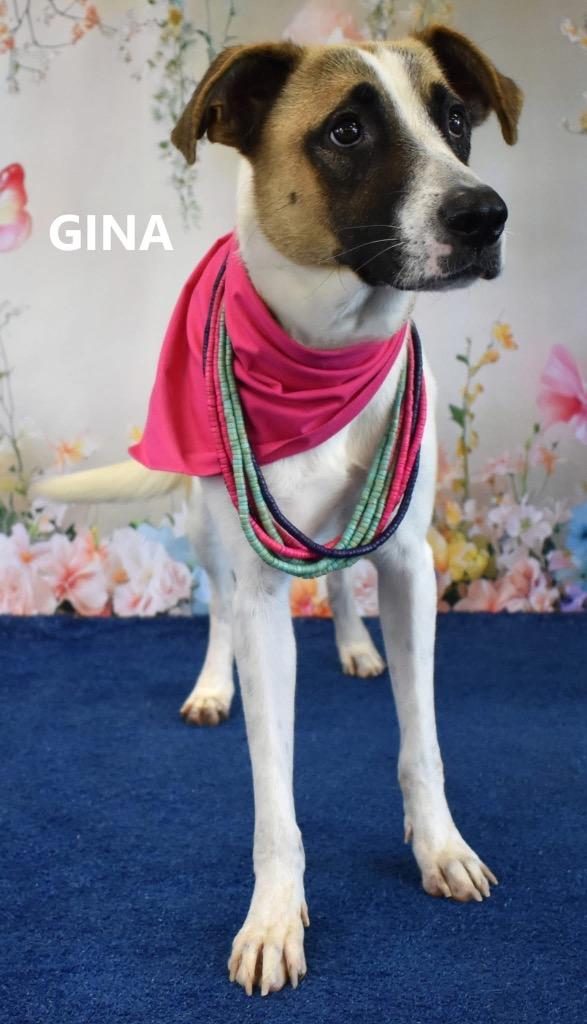 Lady Von Scuttlebutt, Adoptable, Adult Female Shepherd & Shepherd.