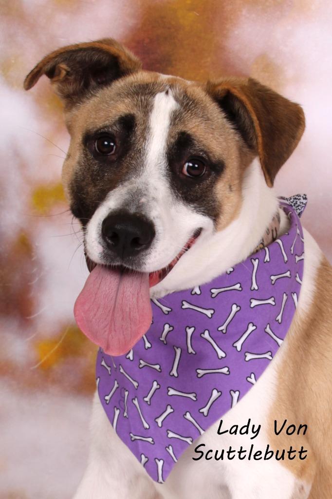Lady Von Scuttlebutt, a Adoptable mixed breed in Gilbert, AZ image 2/2
