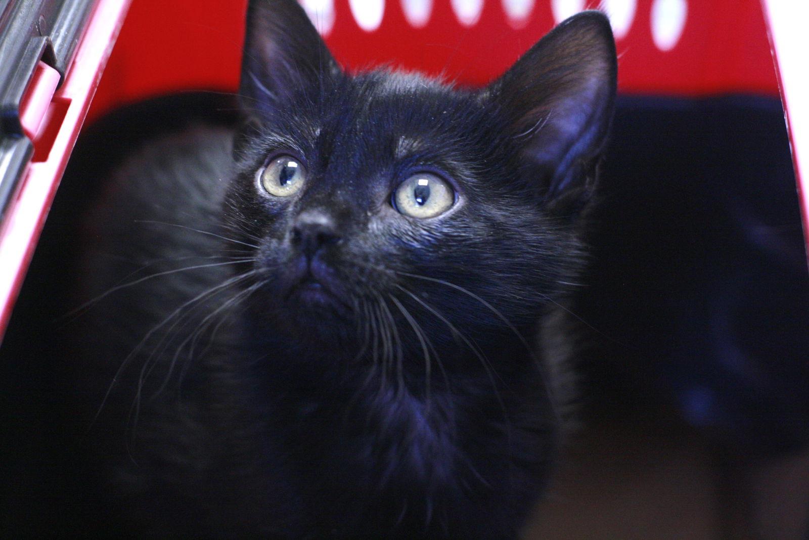 Enlarge Figero, a Adoptable Domestic Short Hair in Lancaster, PA image 1/3