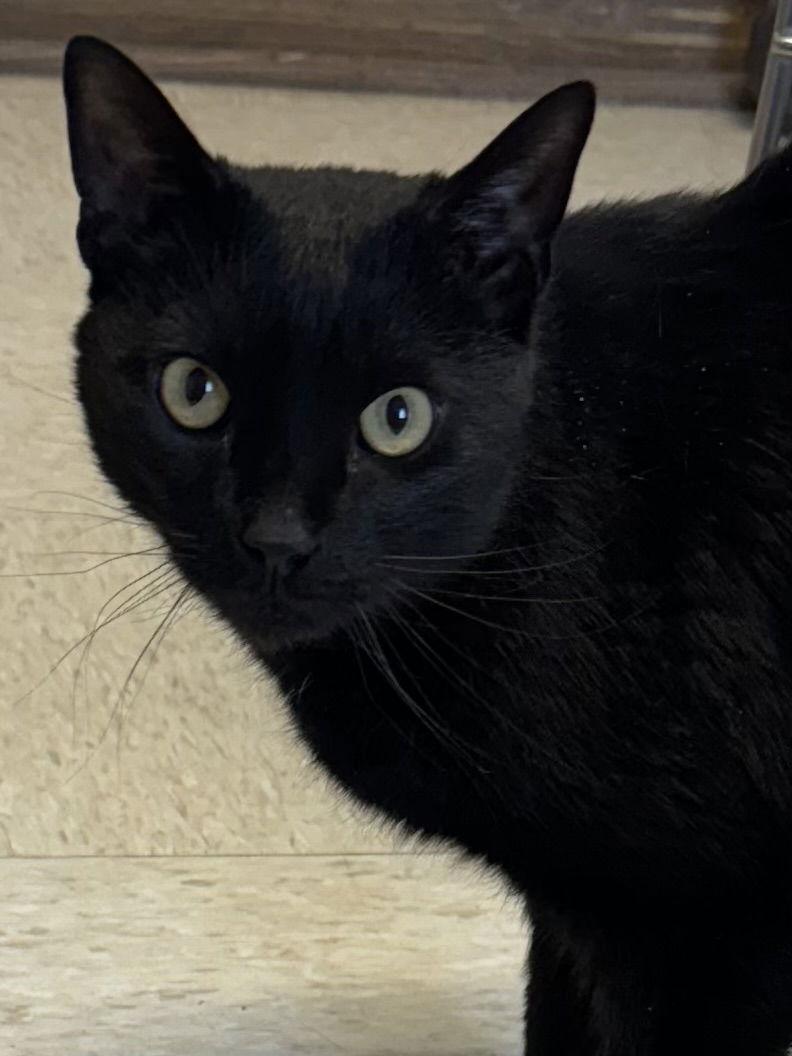 Enlarge Figero, a Adoptable Domestic Short Hair in Lancaster, PA image 2/3