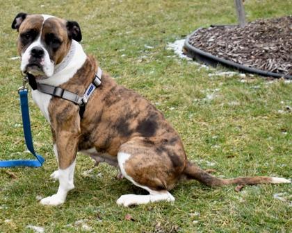 Peanut Brittle, Adoptable, Adult Female Boxer & Mixed Breed.