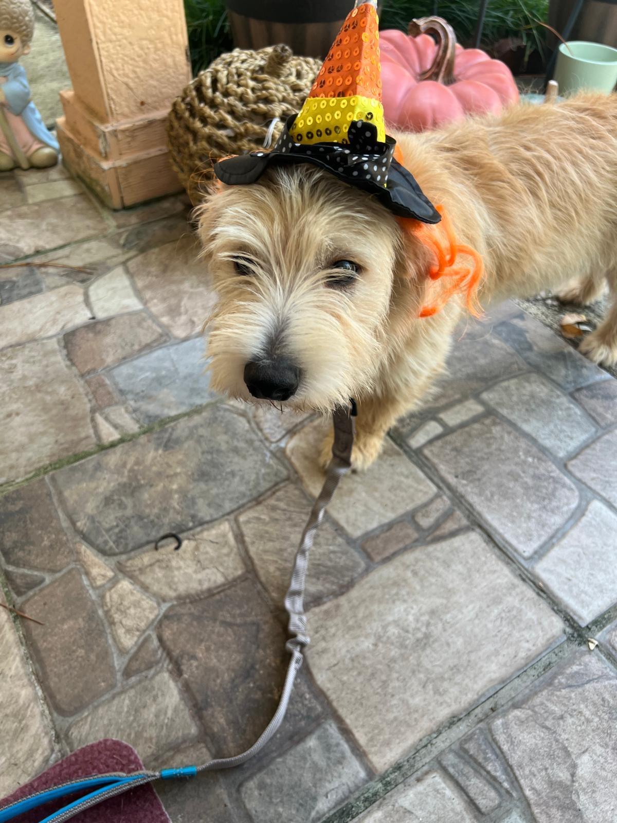 Ringo Star, adopted, Puppy Male Maltese & Australian Cattle Dog / Blue Heeler.