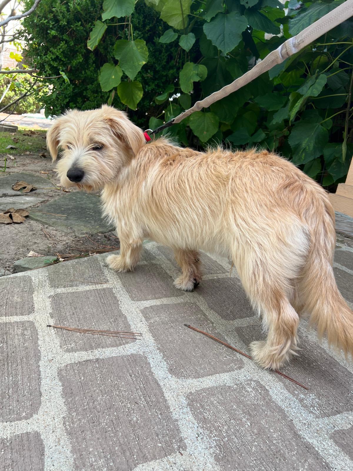 Enlarge Ringo Star, an adopted mixed breed in Valley Stream, NY image 2/6