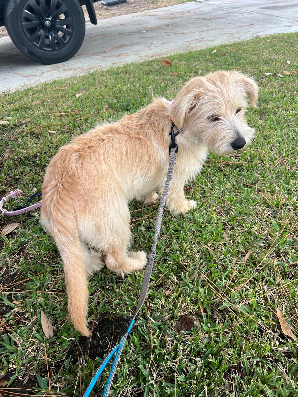 Enlarge Ringo Star, an adopted mixed breed in Valley Stream, NY image 3/6
