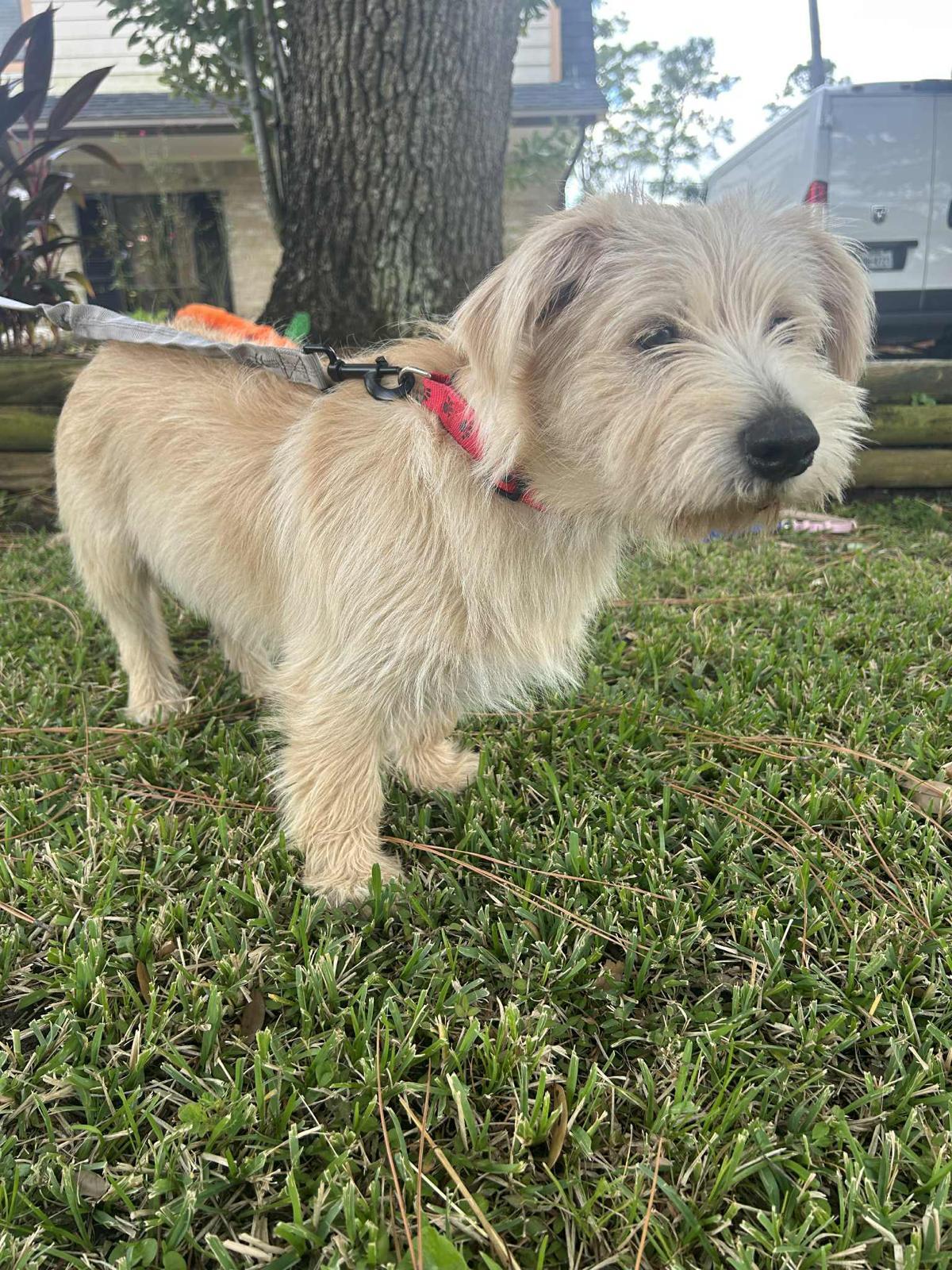 Enlarge Ringo Star, an adopted mixed breed in Valley Stream, NY image 4/6