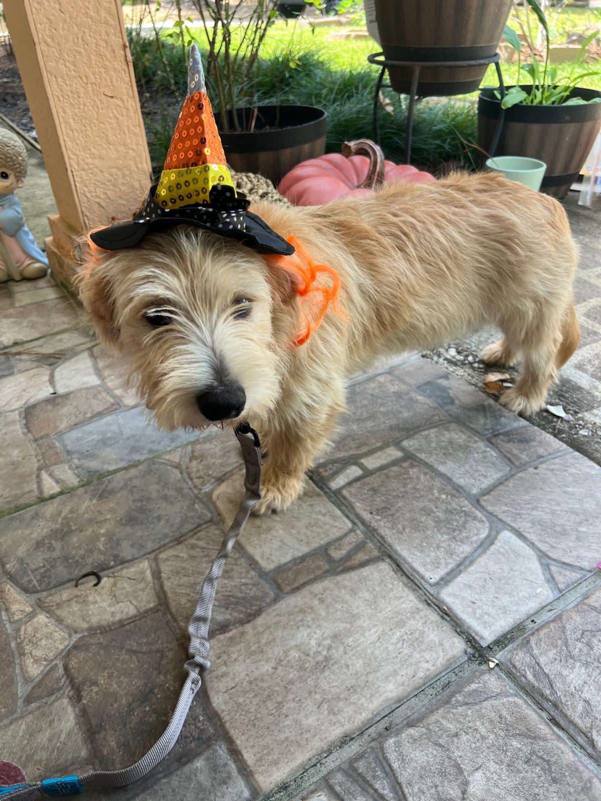 Enlarge Ringo Star, an adopted mixed breed in Valley Stream, NY image 5/6