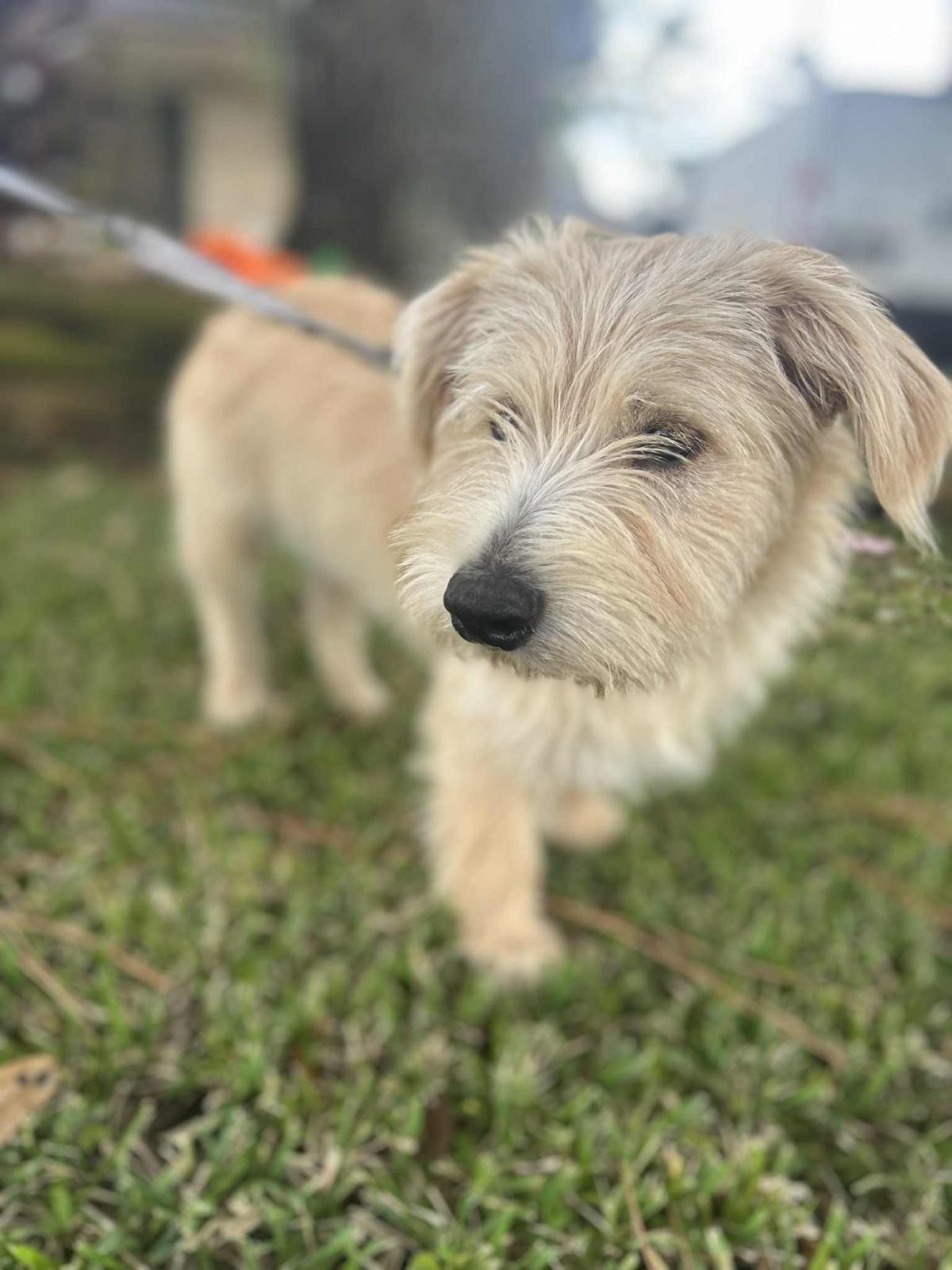 Enlarge Ringo Star, an adopted mixed breed in Valley Stream, NY image 6/6