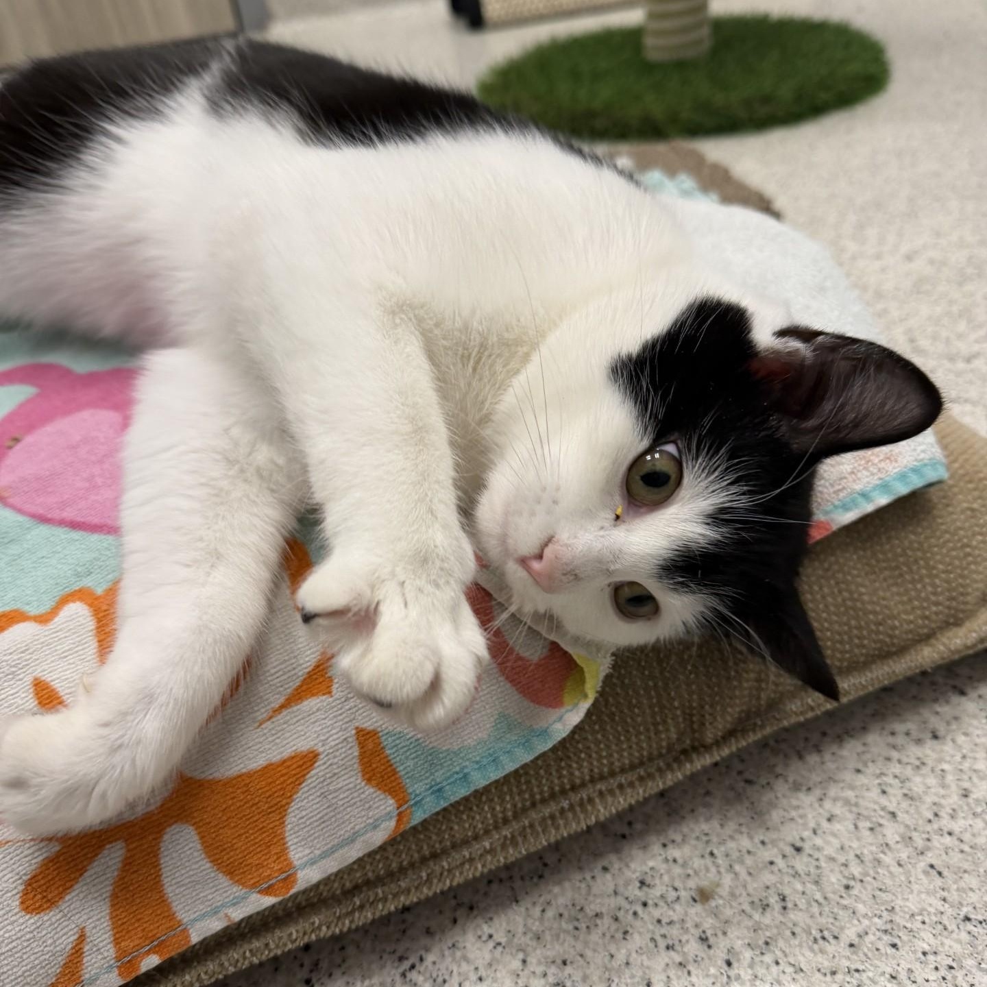Useppa, a ADOPTABLE Domestic Short Hair in Cooperstown, NY image 3/3