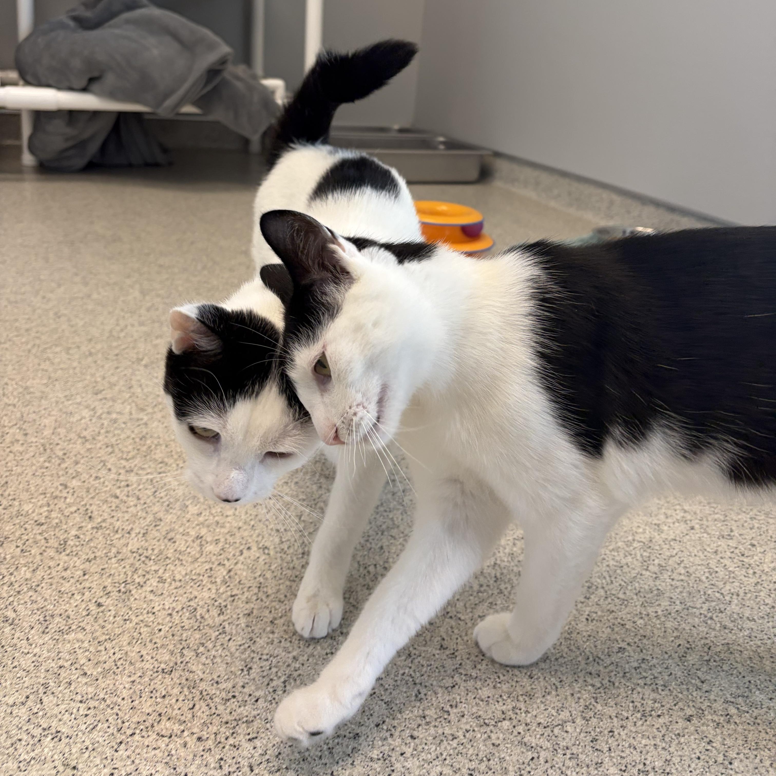Useppa, a ADOPTABLE Domestic Short Hair in Cooperstown, NY image 2/6