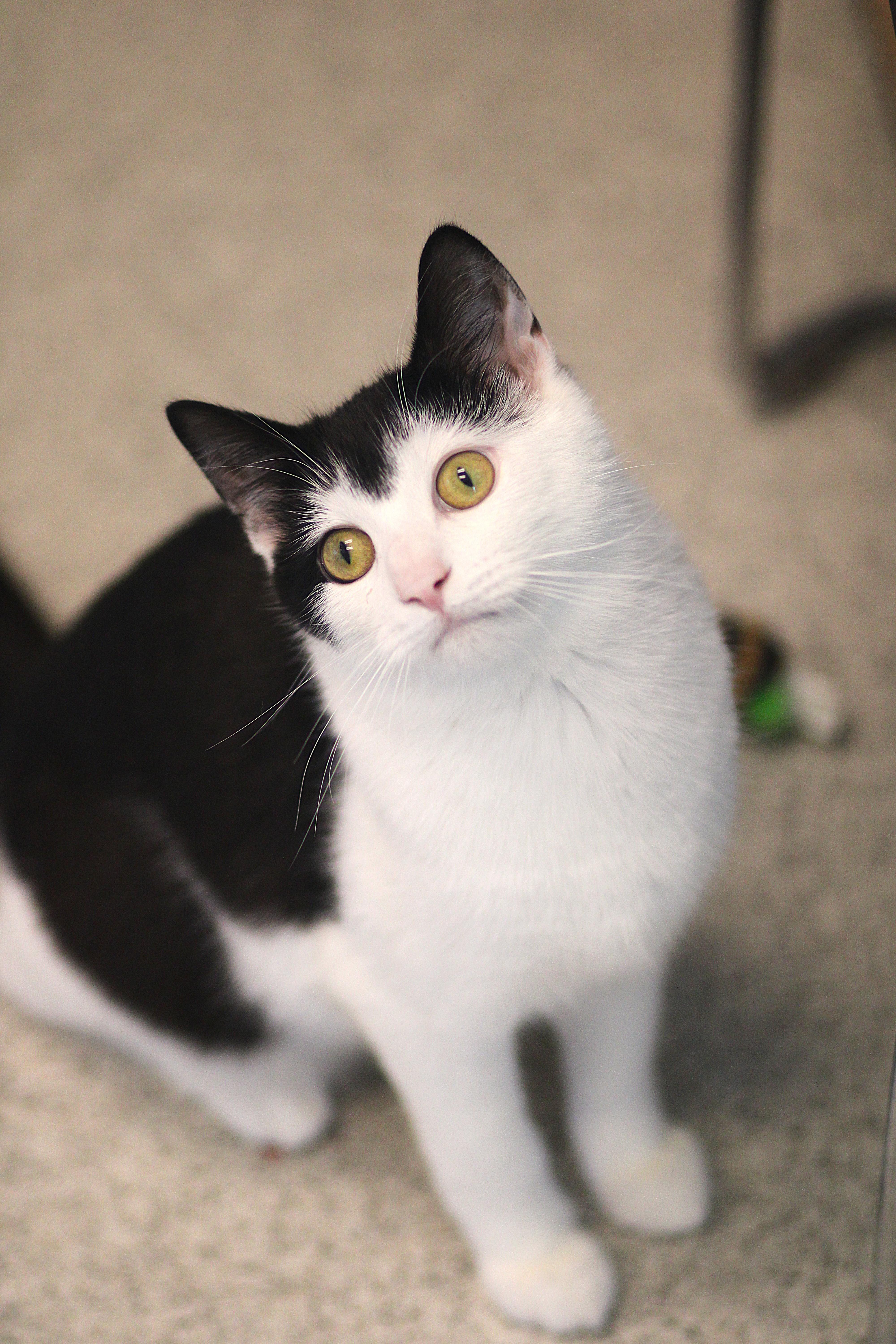 Enlarge Useppa, a ADOPTABLE Domestic Short Hair in Cooperstown, NY image 5/5