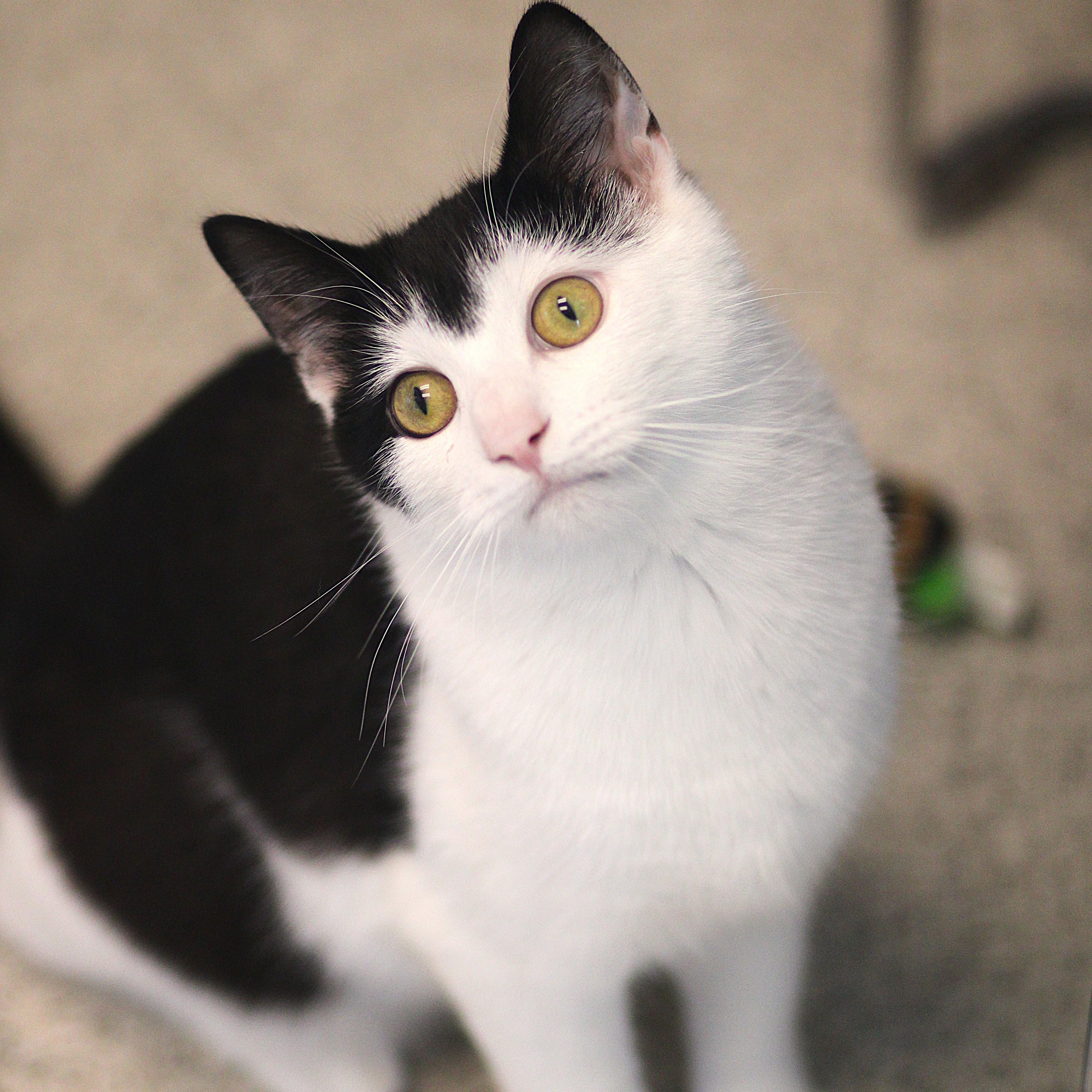 Useppa, a ADOPTABLE Domestic Short Hair in Cooperstown, NY image 6/6