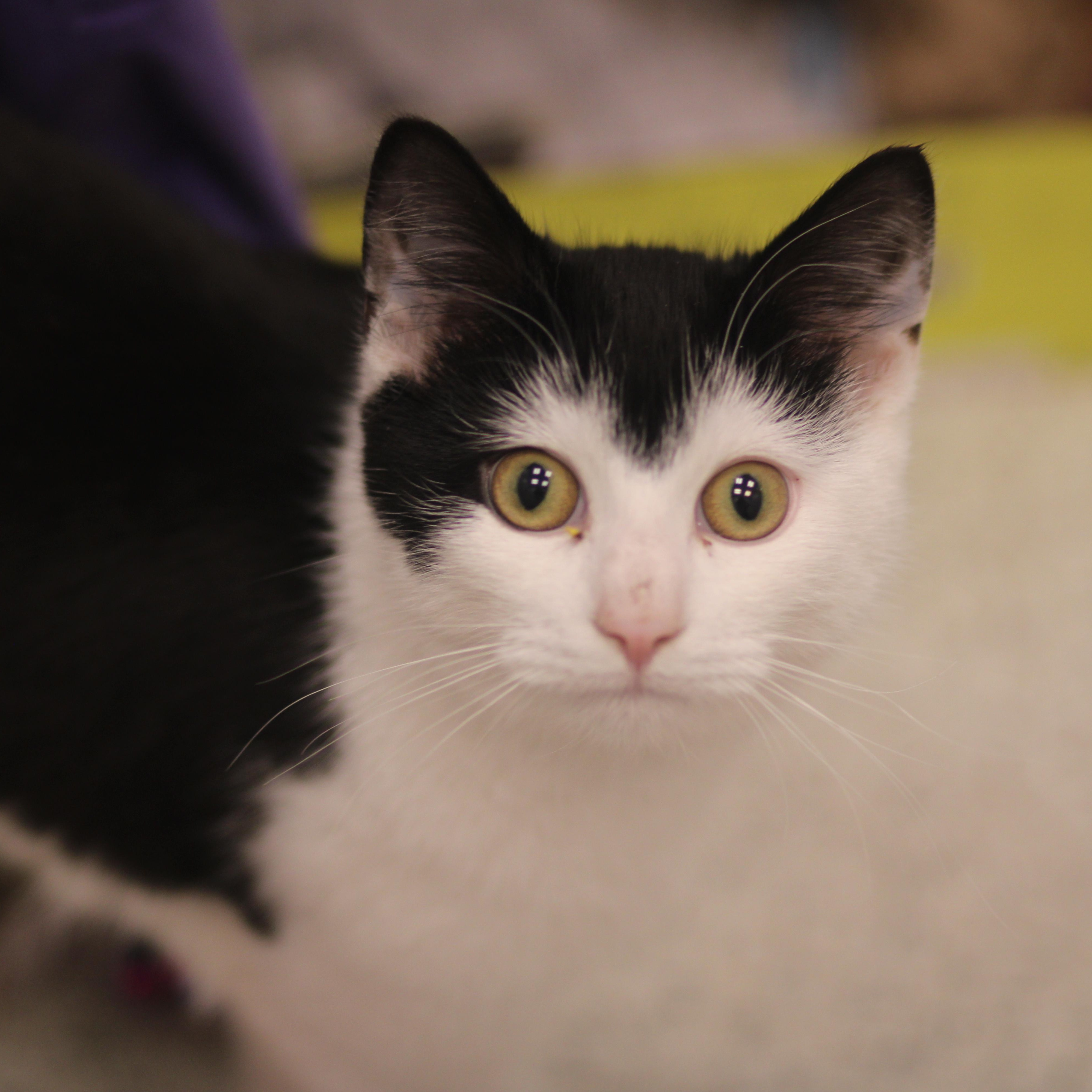 Useppa, a ADOPTABLE Domestic Short Hair in Cooperstown, NY image 2/3