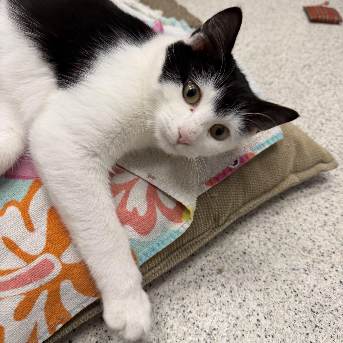 Useppa, a ADOPTABLE Domestic Short Hair in Cooperstown, NY image 1/3