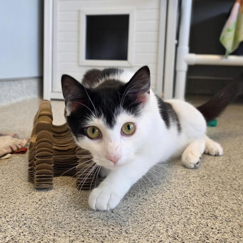 Useppa, ADOPTABLE, Kitten Male Domestic Short Hair.
