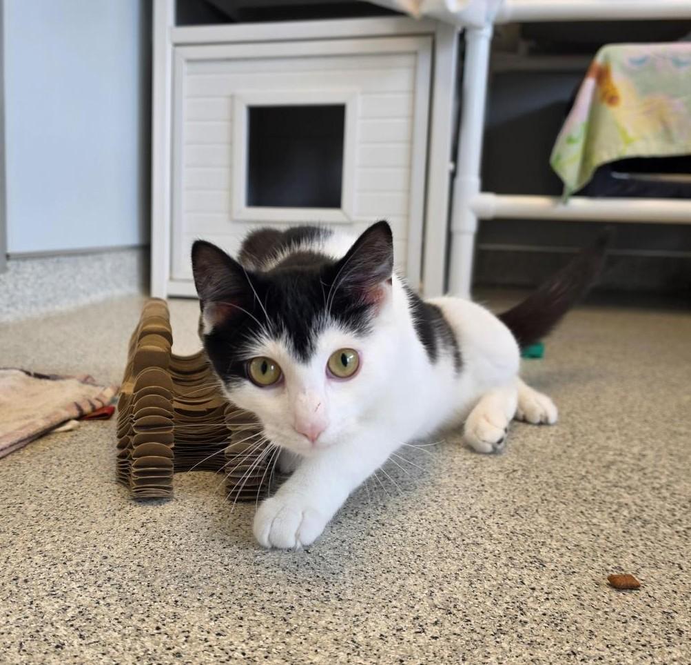 Useppa, a ADOPTABLE Domestic Short Hair in Cooperstown, NY image 3/6