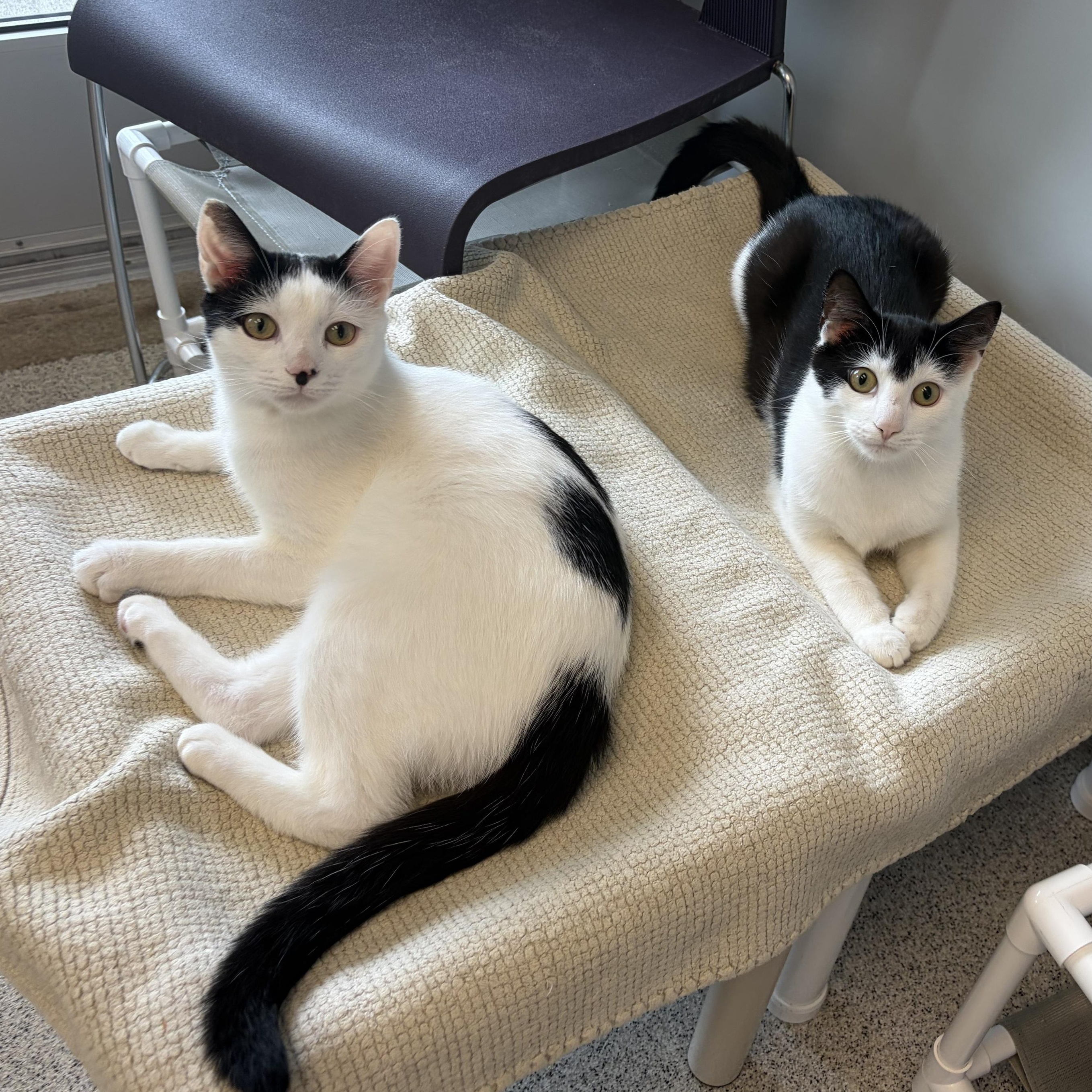 Useppa, a ADOPTABLE Domestic Short Hair in Cooperstown, NY image 4/6