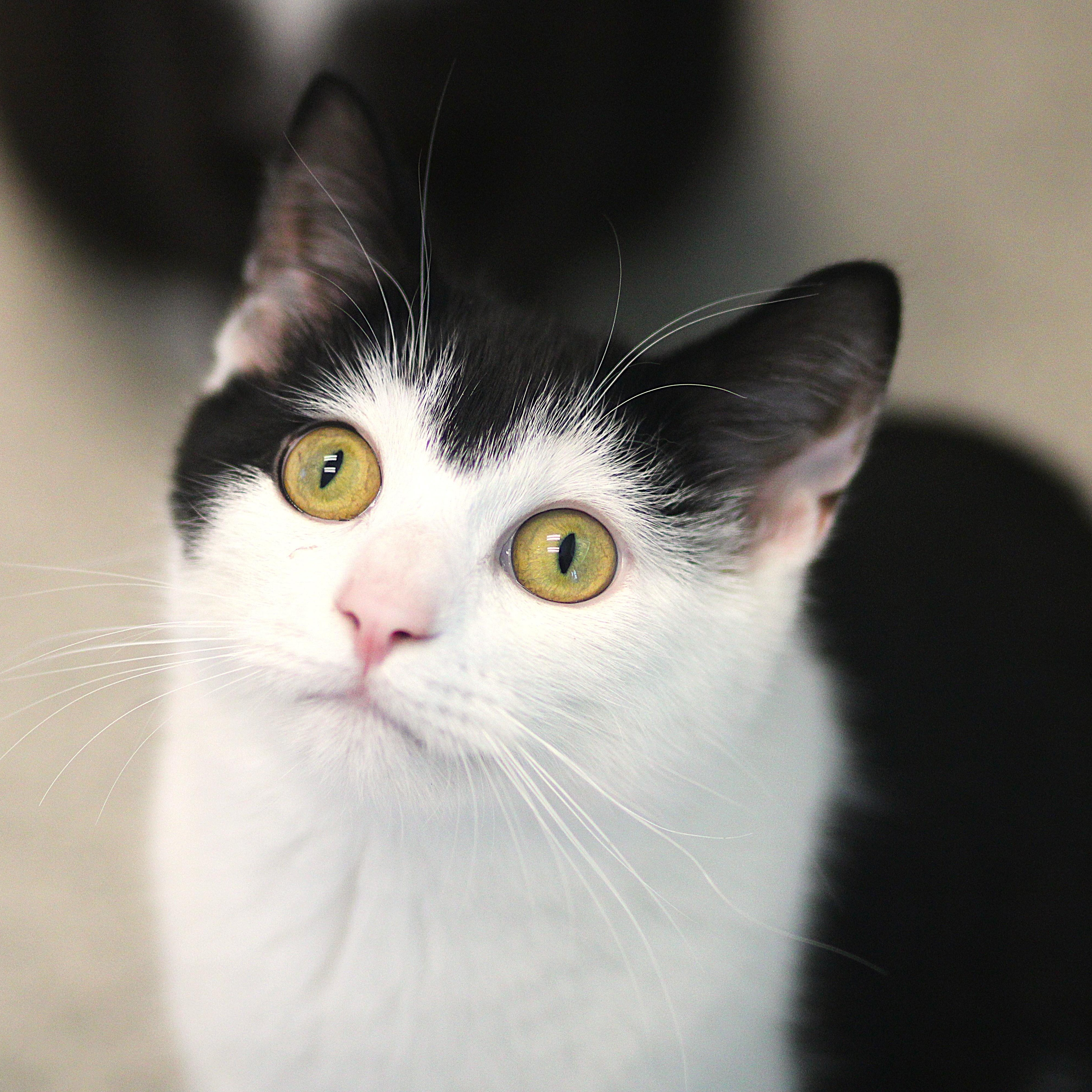 Enlarge Useppa, a ADOPTABLE Domestic Short Hair in Cooperstown, NY image 1/5