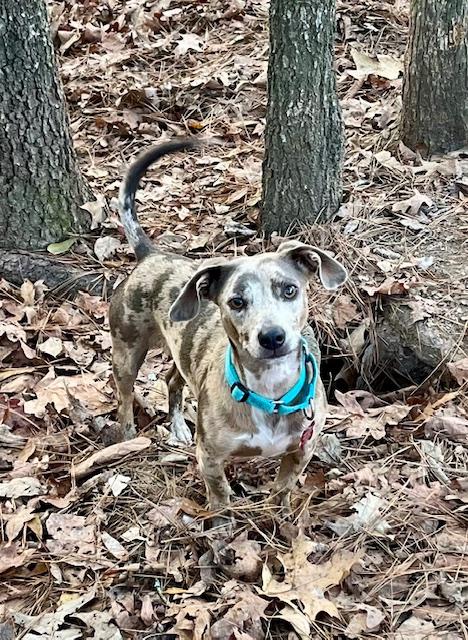 Enlarge Bowser, an adopted mixed breed in Farmingdale, NY image 1/1
