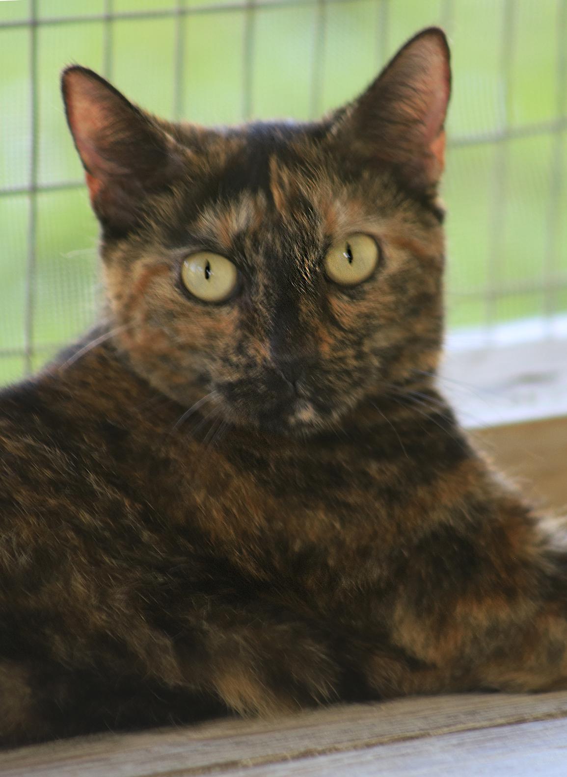 Enlarge Marsha, a Adoptable Domestic Short Hair in North Fort Myers, FL image 1/4