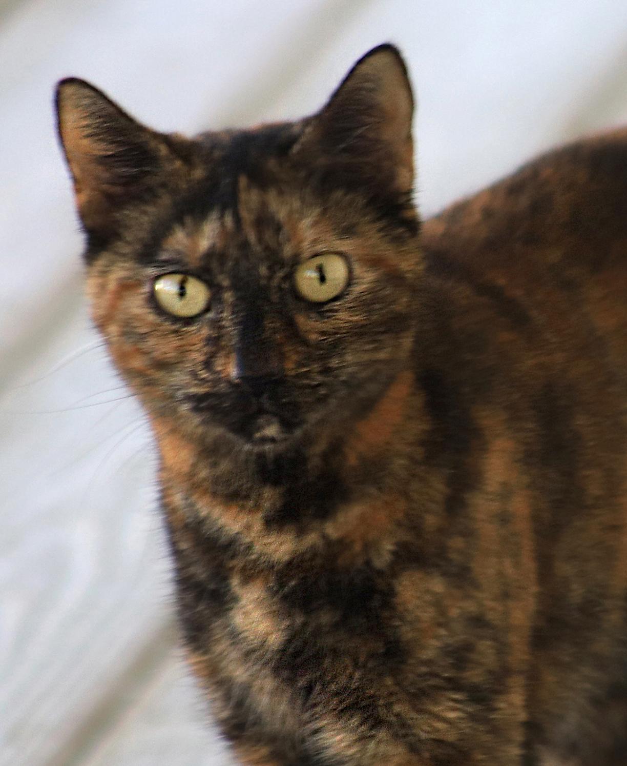 Enlarge Marsha, a Adoptable Domestic Short Hair in North Fort Myers, FL image 2/4