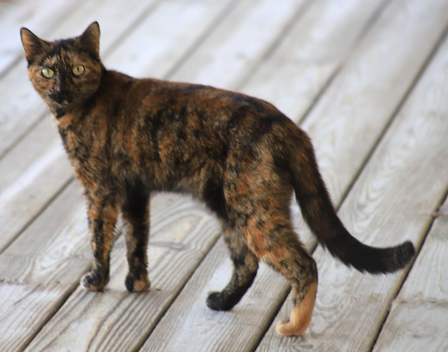 Enlarge Marsha, a Adoptable Domestic Short Hair in North Fort Myers, FL image 3/4