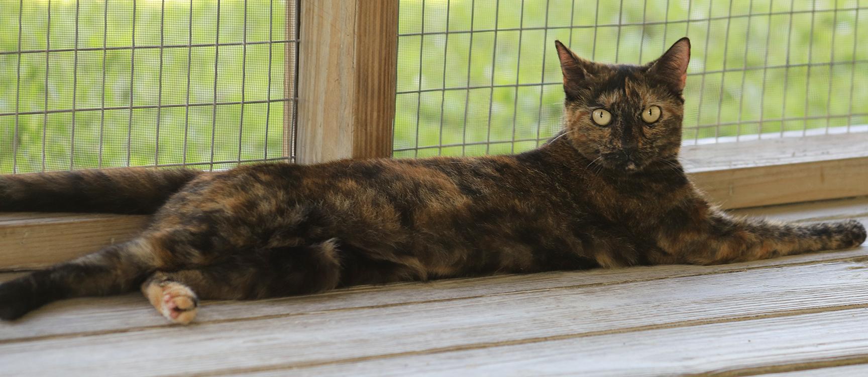 Enlarge Marsha, a Adoptable Domestic Short Hair in North Fort Myers, FL image 4/4