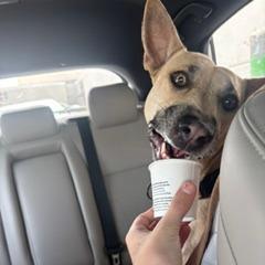 Enlarge Eve, a Adoptable mixed breed in San Antonio, TX image 1/4