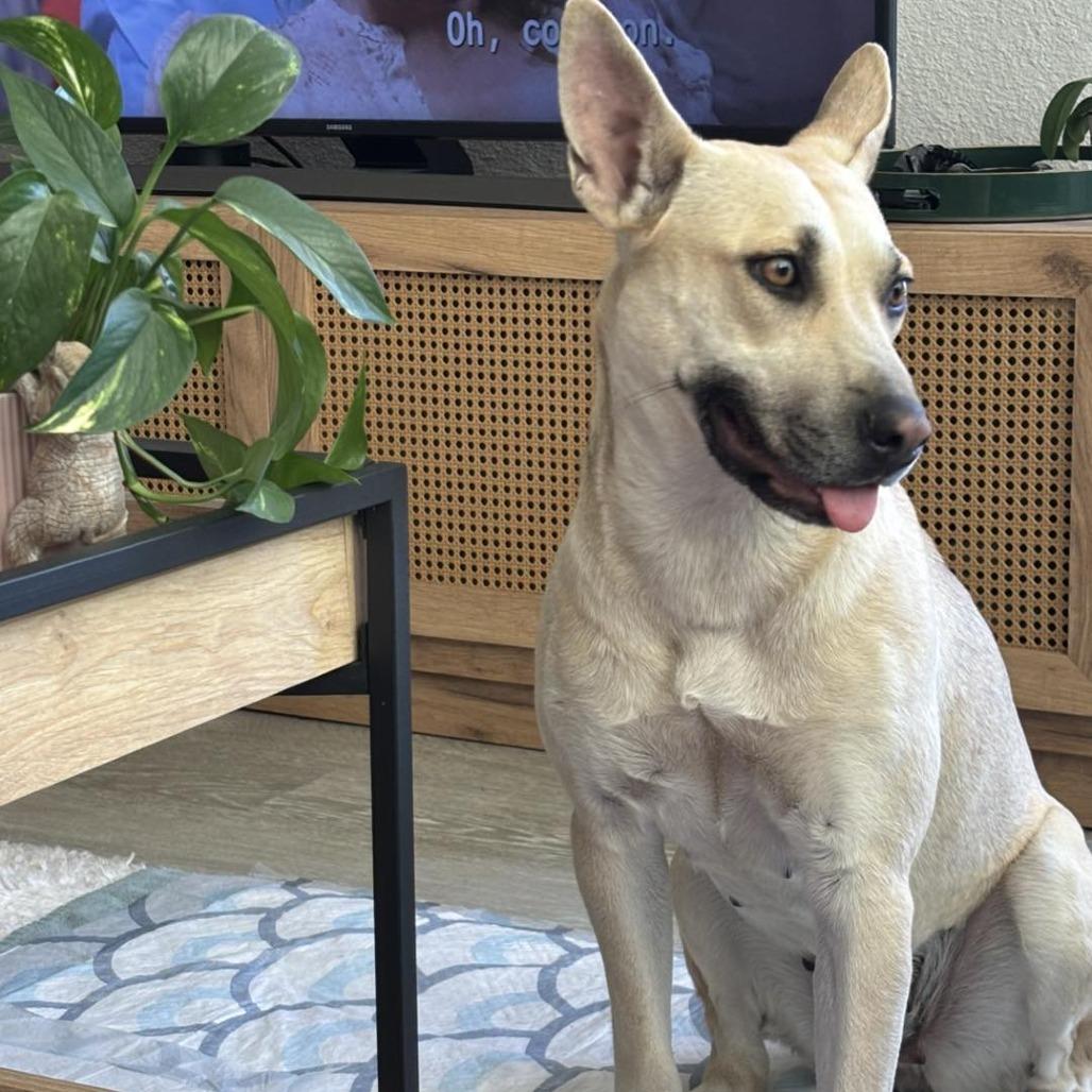 Eve, Adoptable, Adult Female American Staffordshire Terrier.