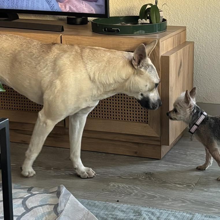 Enlarge Eve, a Adoptable mixed breed in San Antonio, TX image 2/3